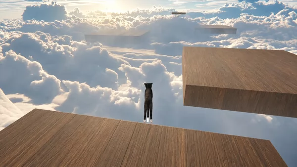 猫的生活截图4